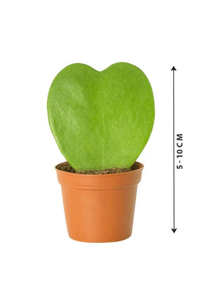 Hoya Kerrii - Valentine Plants - Plantsworld.ae