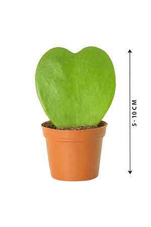 Hoya Kerrii - Valentine Plants - Plantsworld.ae