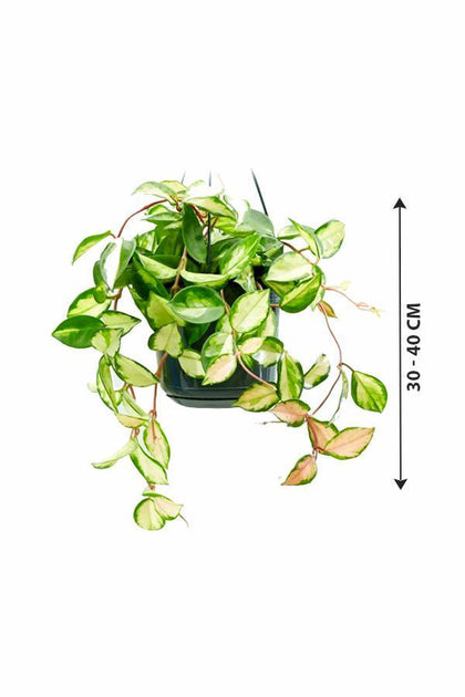 Hoya Variegated - Wax Plant - Plantsworld.ae - {{ varient.name }}