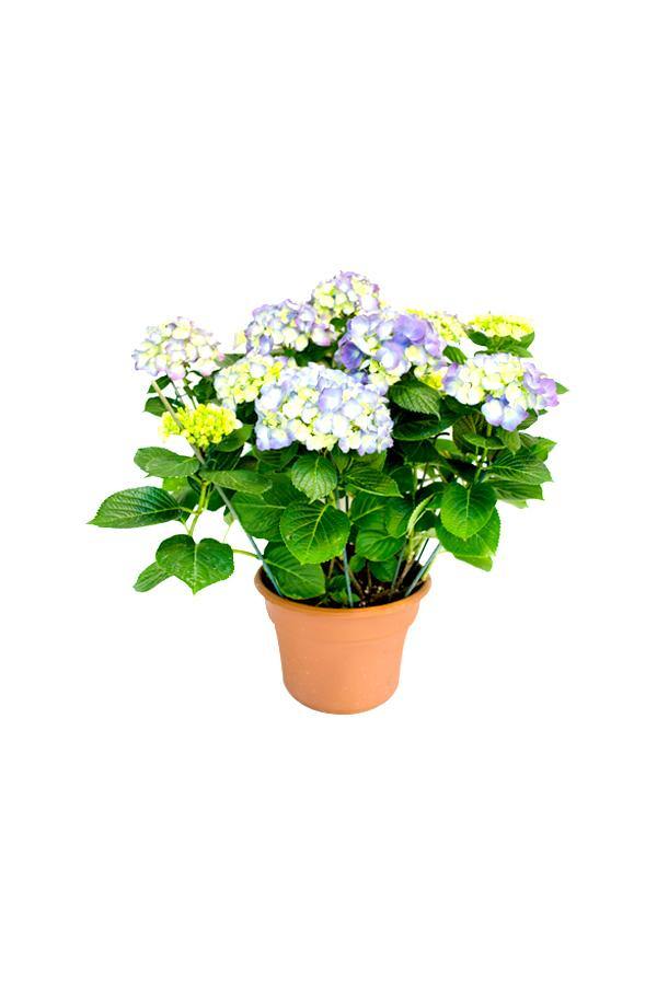 Hydrangea - Hydrangea Macrophylla - Plantsworld.ae - {{ varient.name }}