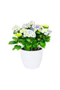 Hydrangea - Hydrangea Macrophylla - Plantsworld.ae - {{ varient.name }}