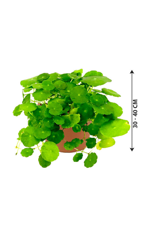 India Pennywort -Centella asiatica