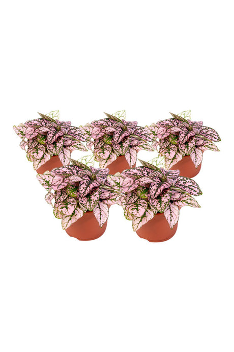 Hypoestes Mix – Polka Dot Plant -  Indoor Colorful Foliage Plant