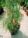 Firecracker Plant - Russelia Equisetiformis - Plantsworld.ae - {{ varient.name }}