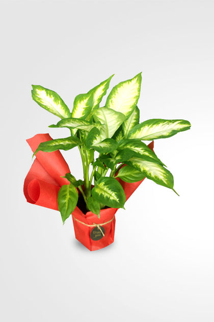 Women's Day & Mother's Day Gift-Dieffenbachia Camilla With Wrap