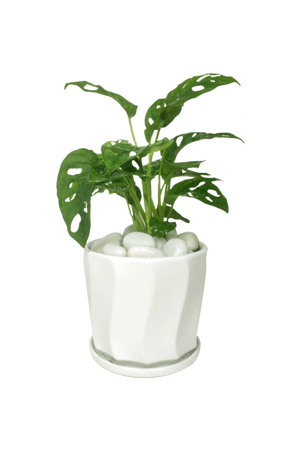 Monstera Obliqua - Office Tabletop Plant