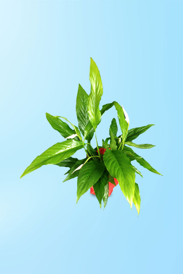 Geschenk zum Frauentag und Muttertag – Friedenslilie – Spathiphyllum mit Wickel