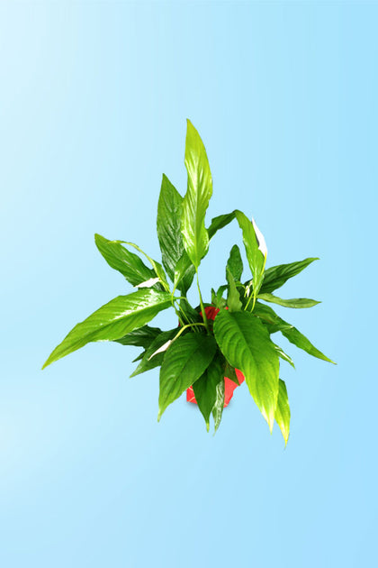 Women's Day & Mother's Day Gift-Peace Lily-Spathiphyllum With Wrap