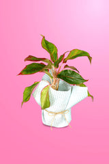 Women's Day & Mother's Day Gift-Aglaonema Red With Wrapped