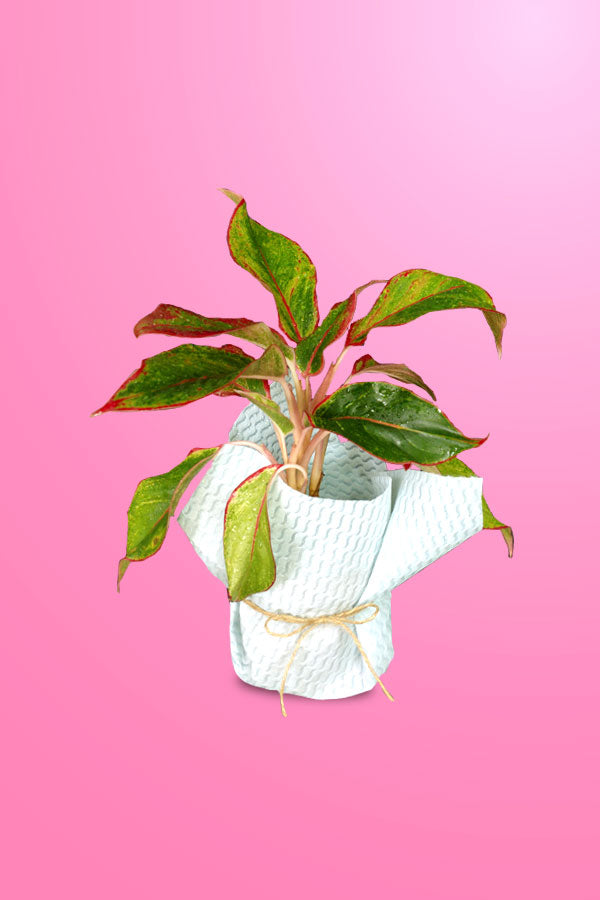 Women's Day & Mother's Day Gift-Aglaonema Red With Wrapped