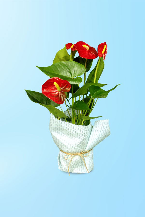 Geschenk zum Frauentag und Muttertag – Anthurium – Flamingo-Blume mit eingewickelt