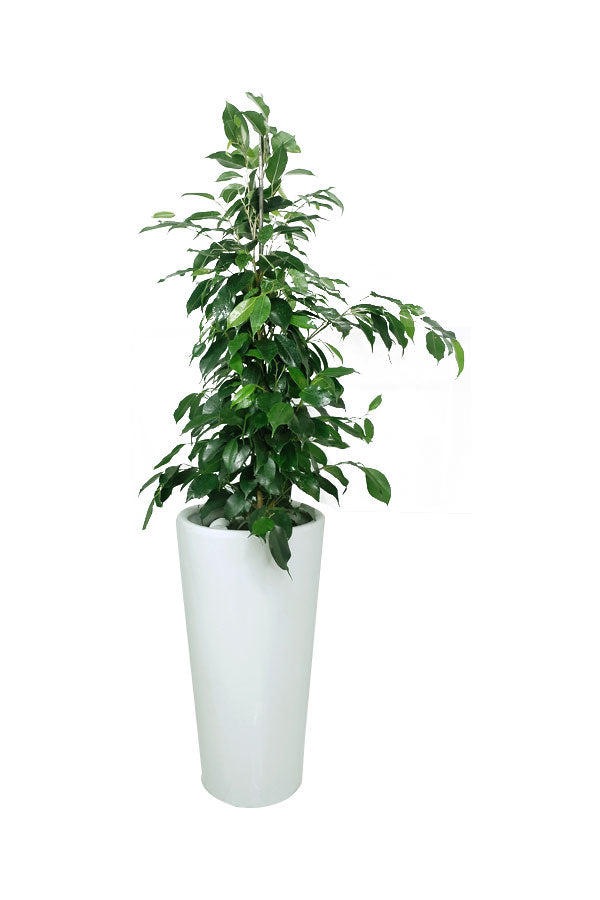 Trauerfeige – Ficus Benjamina – hohe Büropflanze im Topf