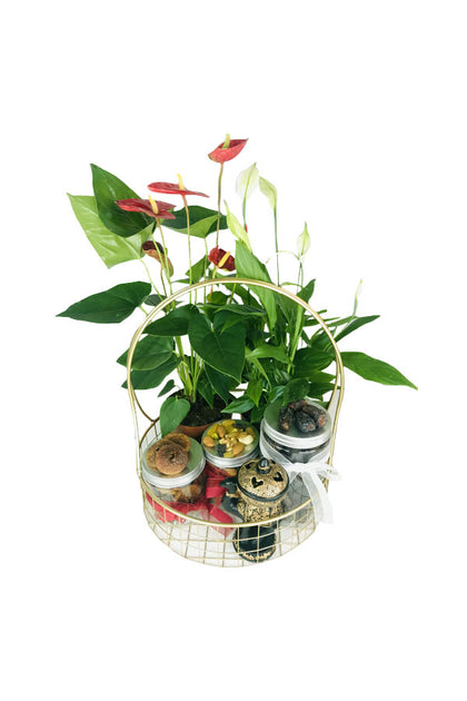 Ramadan Gift Hamper-Anthurium & Peace Lily