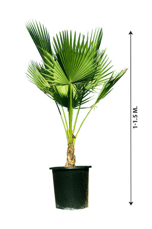 Washingtonia Robusta Mexican Fan Palm for Tropical Outdoor Landscaping