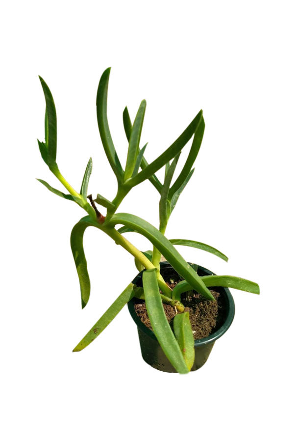 Eispflanze – Aizoaceae – Blühende Pflanze im Freien
