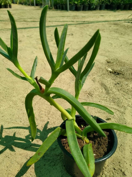 Ice Plant-Aizoaceae - Ice Plant-Aizoaceae - Plantsworld.ae