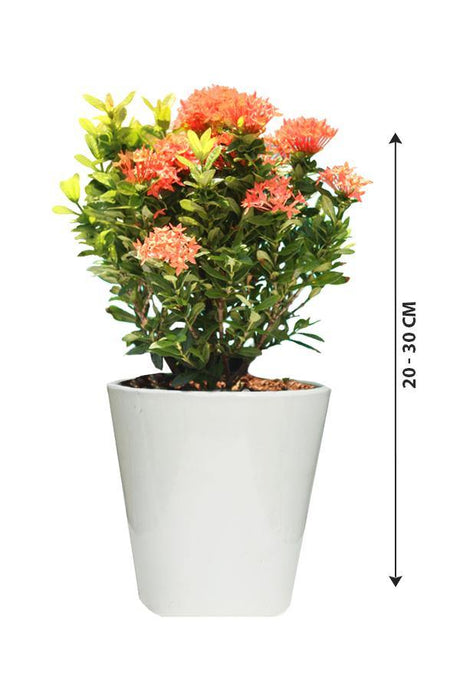 Ixora-Ixora Coccinea - Ixora-Ixora Coccinea - Plantsworld.ae