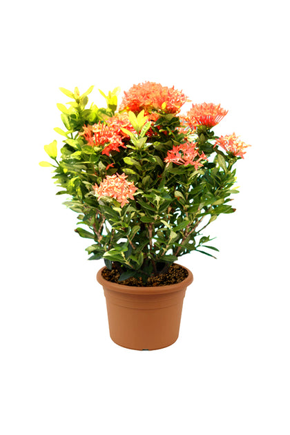 Ixora - Ixora Coccinea - Outdoor Flowering Plant.