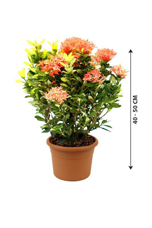 Ixora plant top