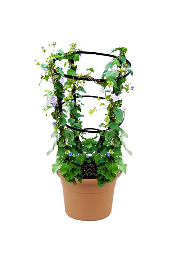 Jacquemontia MarathiJacquemontiaOutdoor Flowering Plantplantsworld