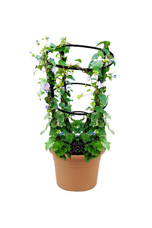Jacquemontia Marathi Jacquemontia Outdoor Flowering Creeper Plant – Beautiful Blue Flowers for Your Garden.