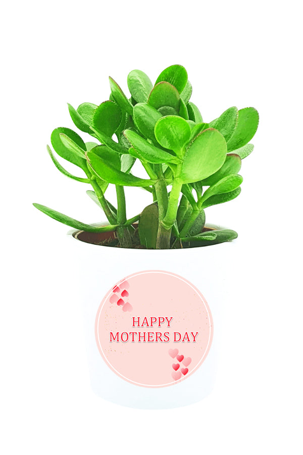 Muttertagsgeschenk - Jade-Geldpflanze, Crassula Ovata