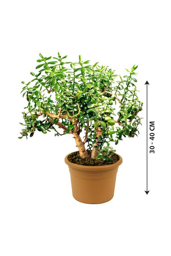 Jade Plant Outdoor-Crassula Ovata - Jade Plant Outdoor-Crassula Ovata - Plantsworld.ae