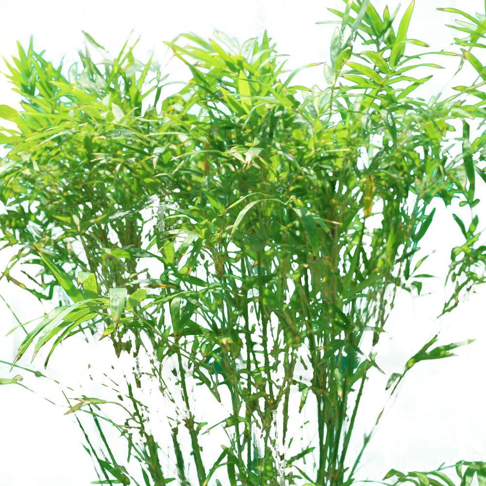 Japanese Bamboo Palm-Pseudosasa Japonica - Japanese Bamboo Palm-Pseudosasa Japonica - Plantsworld.ae