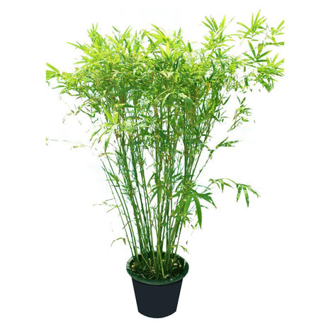 Japanese Bamboo Palm-Pseudosasa Japonica - Japanese Bamboo Palm-Pseudosasa Japonica - Plantsworld.ae