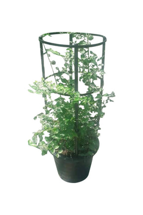 Jasmine Nitidum - Star Jasmine with White Star-Shaped Flowers Growing on a Lush Vine