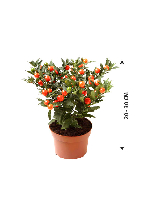Jerusalem-Kirsche-Solanum Pseudocapsicum