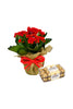 Christmas Plant Combo-Kalanchoe -Red With Jute Wrapped Pot
