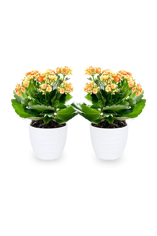 Kaufen Sie eins und erhalten Sie eins – Kalanchoe tometosa – saftige Blütenpflanze