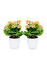 Buy One Get One-Kalanchoe Tometosa-Succulent Flowering Plant
