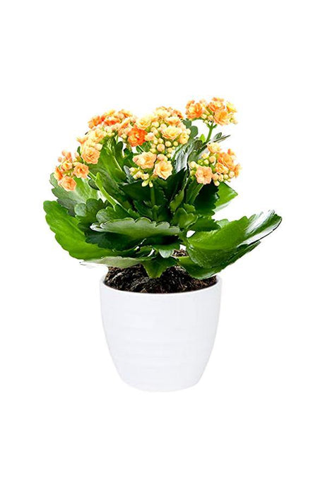 Kalanchoe - Succulent Flowering Plant - Plantsworld.ae - {{ varient.name }}