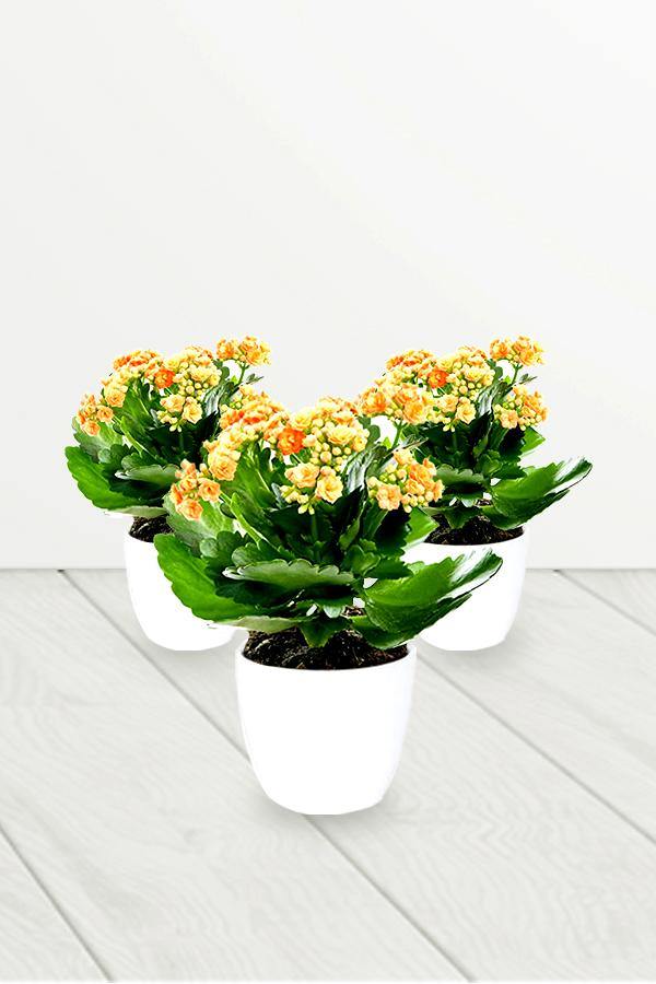Kalanchoe - Succulent Flowering Plant With White Ceramic Pot - Kalanchoe - Succulent Flowering Plant With White Ceramic Pot - Plantsworld.ae