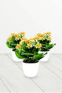 Kalanchoe - Succulent Flowering Plant With White Ceramic Pot - Kalanchoe - Succulent Flowering Plant With White Ceramic Pot - Plantsworld.ae