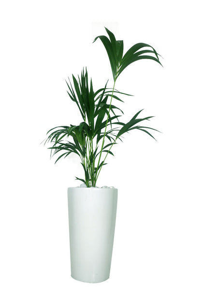 Kentia Palm - Howea Forsteriana-Office Tall Plant In Tall Pot