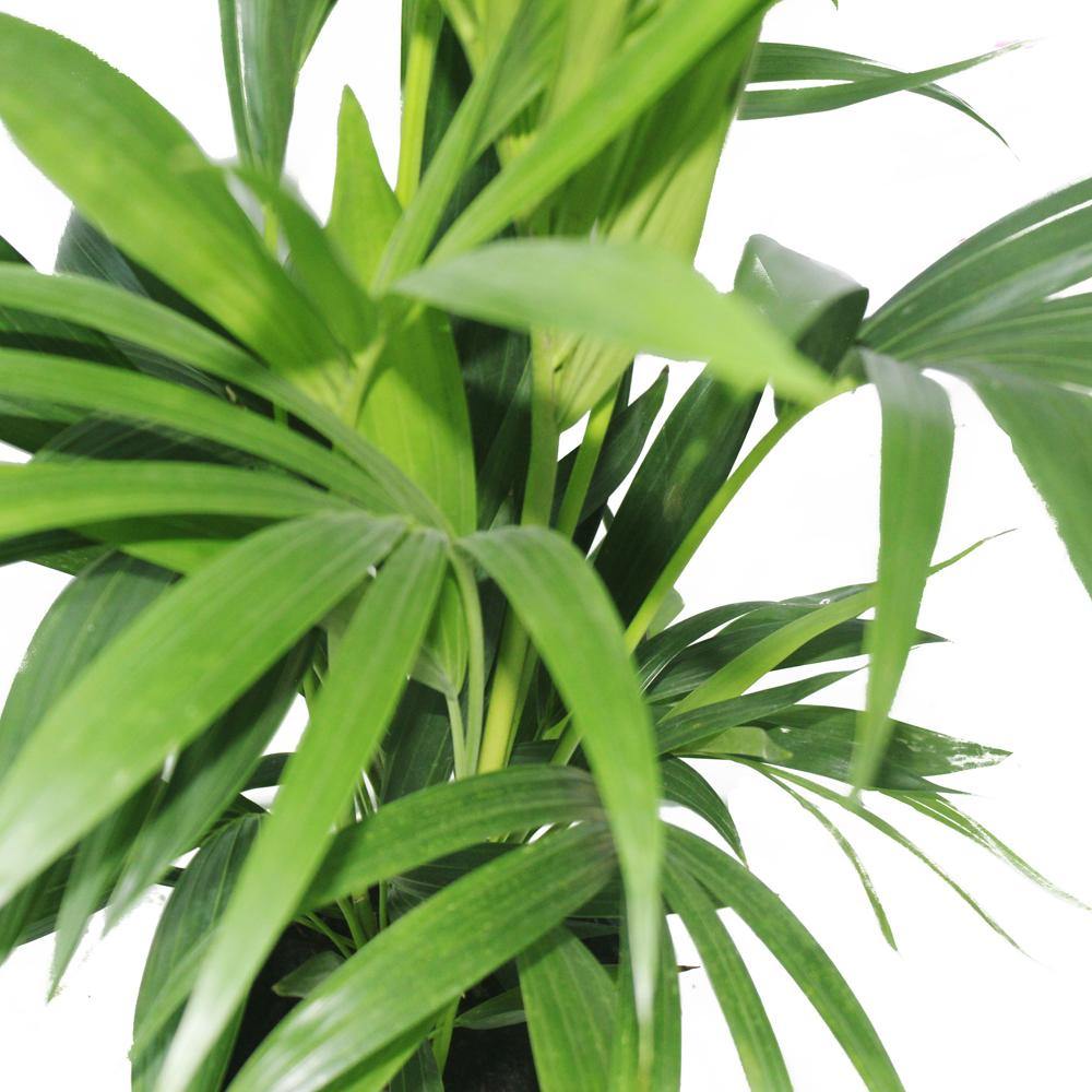 Kentia Palm - Howea Forsteriana - Plantsworld.ae - {{ varient.name }}