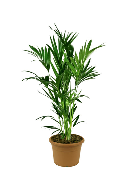 Kentia Palm - Howea Forsteriana