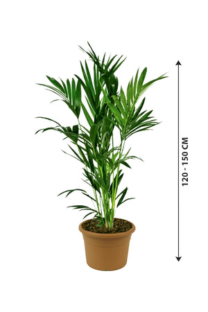 Kentia Palm - Howea Forsteriana
