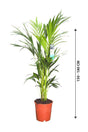 Howea forsteriana in orange nursery pot with 150–180 cm size guide