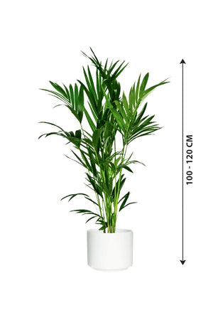 Kentia Palm - Howea Forsteriana