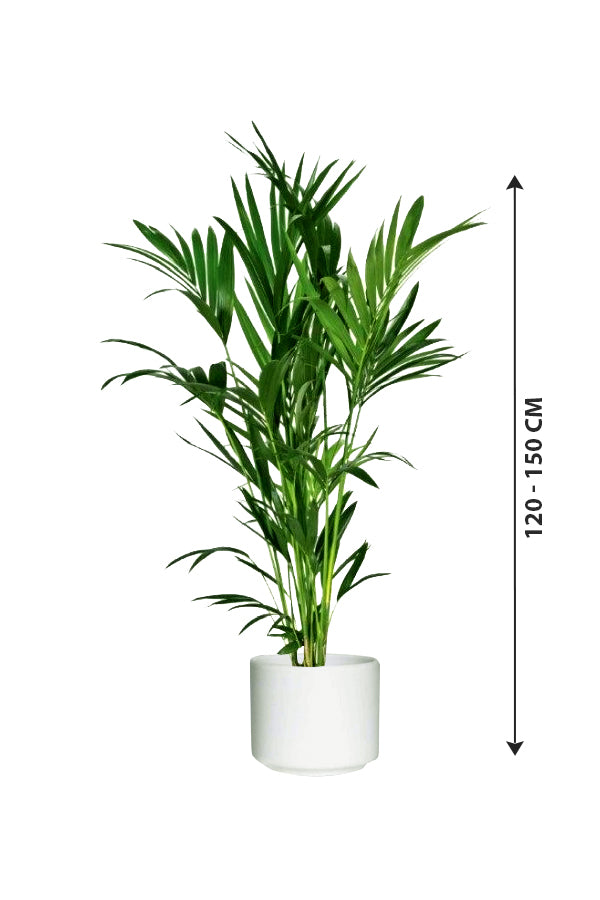 Kentia Palm - Howea Forsteriana