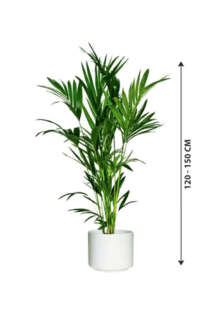 Kentia Palm - Howea Forsteriana