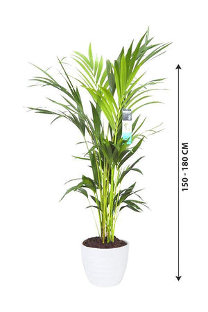 Kentia Palm - Howea Forsteriana - Plantsworld.ae - {{ varient.name }}