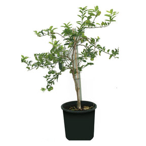 Lemon tree with bright, ripe lemons hanging from branches in a garden pot