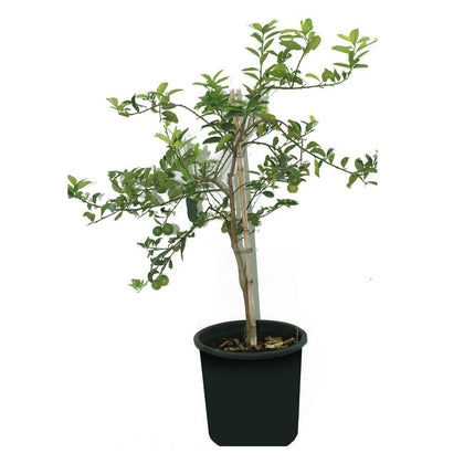 Lemon - Lemon Tree - Plantsworld.ae - {{ varient.name }}