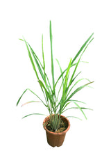 Lemon Grass -Cymbopogon Citratus-Outdoor Plant