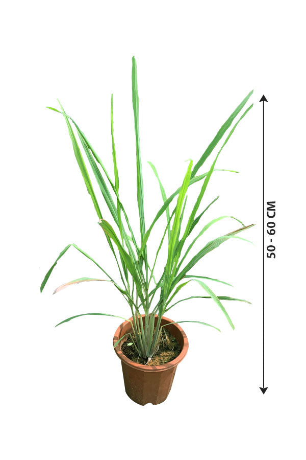 Lemongrass plant best sale online